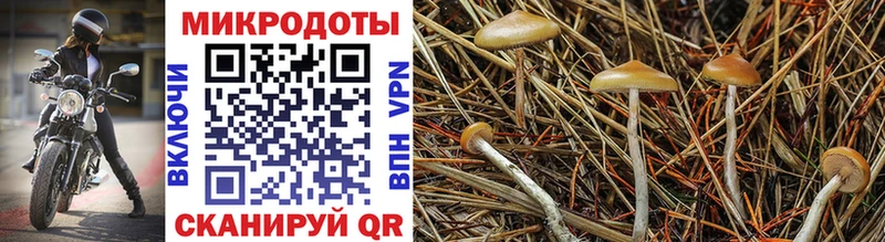 Купить закладки  Бугуруслан  Псилоцибиновые грибы GOLDEN TEACHER 